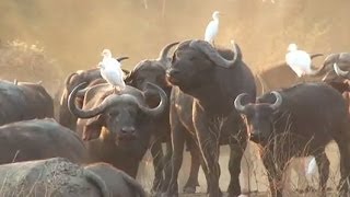 Old Mondoro Camp Zambezi National Park Zambia [upl. by Niarda189]