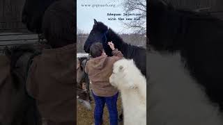 Our newest rescue horse gets his Adequan injection at GRG Ranch Horse Rescue amp Sanctuary [upl. by Dann]