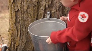 How To Make Maple Syrup [upl. by Nahshon]