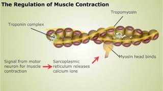 Summary of the Muscular System [upl. by Mullen832]