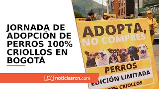 Así fue la jornada de adopción de perros 100 criollos en Bogotá ‘adopta no compres’ [upl. by Nwhas120]