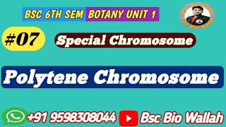 Polytene Chromosome  Gaint or Special Chromosome  Cell Biology Bsc 6th Sem [upl. by Livvy901]