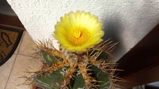 Astrophytum ornatum bigampold cacti plants [upl. by Medor]