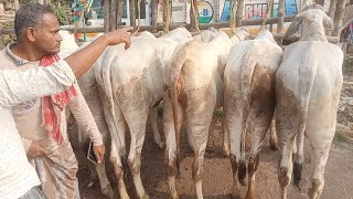 কালাম ভাইয়ের মিনি বয়েল ভিডিও  ANDHRA MINI BACHI MARKET VIDEO  BENGAL SOUTH 24 PARGANA JOYNAGAR [upl. by Ydnas299]