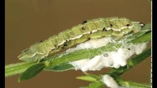 Zombie caterpillar controlled by voodoo wasps [upl. by Jock]