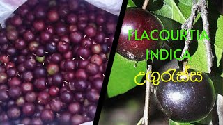 Flacourtia indica  උගුරැස්ස  කටු ලොවි  දික්පතන  වල් දිවුල්  sri lankan flora  sri lankan fruit [upl. by Okomot981]