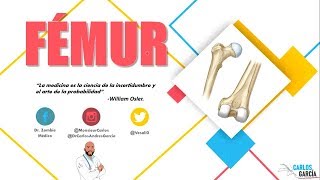 Anatomía  Fémur Línea Áspera Trocánteres Inserciones Musculares [upl. by Wheaton460]