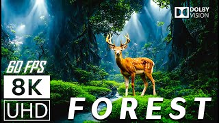 FOREST  12K Scenic Relaxation Film With Calming Music  12K 120fps Video UltraHD [upl. by Enaile]