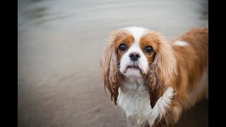 Syringomyelia symptoms in Cavalier King Charles Spaniel Air licking [upl. by Aneroc]