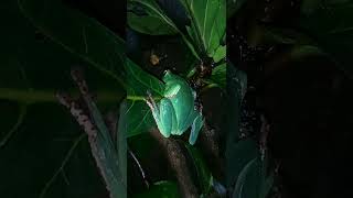 Flying frogs Rhacophorus dennysi and Flying geckos Gekko kuhli [upl. by Ainotna2]