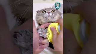 Con mèo máy giống thật nhất mà tui từng thấy 😱Shorts Meow [upl. by Yeliac21]