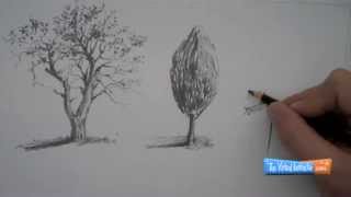 How to Draw Trees [upl. by Enidan223]