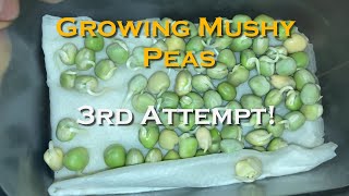 Growing Marrow Fat Peas  Mushy Peas [upl. by Ahsikit513]