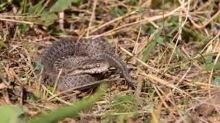 Vipera ursinii rakosiensis V rákosi vipera  vipera de fâneaţă dunăreană  Danube steppe viper [upl. by Shep422]