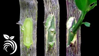 طرق تطعيم الأشجار Methods of grafting trees [upl. by Geehan]