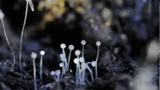 Sporulating Soil Fungi time lapse [upl. by Oberg]