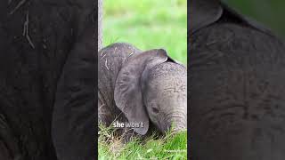 Benti the baby elephant 🐘 elephant protectwildlife animalrights babyelephants [upl. by Arahsit]