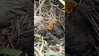 Tiny Pipits Growing Stronger Day by Day shortsfeed viralshorts [upl. by Arissa]