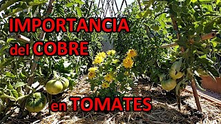 COBRE para las TOMATERAS y Demás CULTIVOS Para que Sirve y Cómo Usarlo [upl. by Ttayw374]