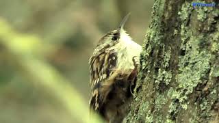 Grimpereau Des Jardins Oiseaux de France réalisation de Malay PHCAR [upl. by New]