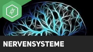 Nervensysteme  Überblick [upl. by Courcy]