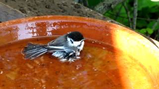 Chickadee Bath Ritual [upl. by Toulon]