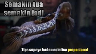 Update 13 bulan Channa asiatica ws pure [upl. by Gaddi219]