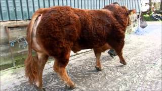 Hunters Hall Gladiator Limousin Bull [upl. by Camarata]