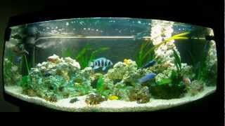 Cichlids Malawi Tanganyika 450L [upl. by Eduard]