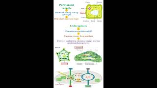 Permanent Vacuole and Chloroplasts Organelles geneticteacher [upl. by Sunday703]