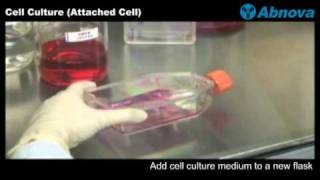 Cell Culture Attached Cell [upl. by Stanfill988]