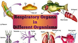 Respiratory Organs in Different Organisms from Unicellular Protozoans to Multicellular Chordates [upl. by Gil378]