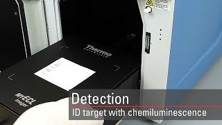 Detect your target proteins using chemiluminescent Western blot substrates [upl. by Aratihc298]