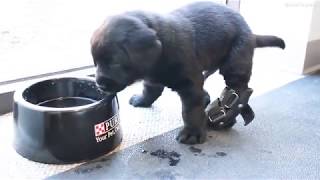 Black Lab Puppies with Deformed Legs Try on NoKnuckling Training Socks and Bootie Splints [upl. by Briant187]