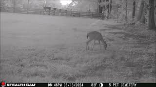 06 13 24 Several deer visits the farm Daily Long Video [upl. by Neda656]