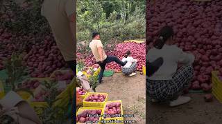 The rural farmer is in trouble after picking a lot of apples 🍎🍎shorts apple youtubeshorts [upl. by Suiraj298]