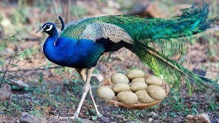 Baby Ostriches Hatching from Eggs [upl. by Novikoff]