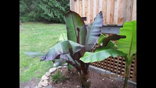 Red Abyssinian Banana in a Northern garden [upl. by Anaitsirk]