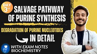 salvage pathway of purine synthesis biochemistry  degradation of purine nucleotides biochemistry [upl. by Brunelle]