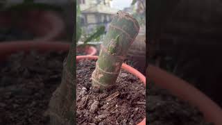 Dieffenbachia plant propagation from cutting🌱🌱dieffenbachiashortsyoutubeshorts [upl. by Anawot]