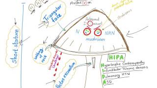 Noonan Syndrome  The Mushroom mnemonic [upl. by Winton]