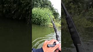 2m WELS direkt vor den FÜẞEN 😳 angeln fishing joshinator wels [upl. by Nosrac91]