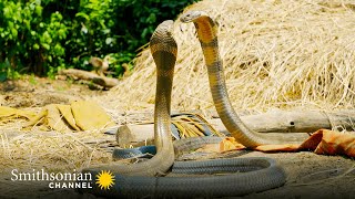 Intense Two King Cobras Fight for a Nearby Queen 🥊 Into the Wild India  Smithsonian Channel [upl. by Ninerb616]