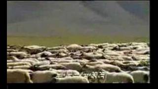 Tibetan Song Dadron Tsering La So [upl. by Jobey332]