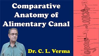 Comparative anatomy of Alimentary canal in Vertebrates [upl. by Asaph]