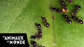 Le jardin des fourmis  Guyane Française [upl. by Oilasor365]