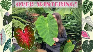 OverWintering CALADIUMS  COLOCASIA  MUSA BASJOO amp MORE 🌴🌺 [upl. by Sadira455]