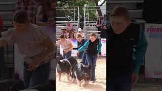 Krew and Karis showing in hog showmanship at The Final Drive showpigs pigs livestockshow [upl. by Noevad939]