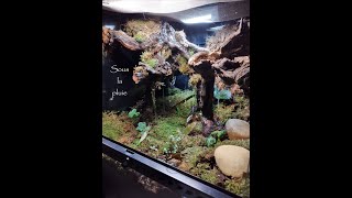 TUTORIEL TERRARIUM TROPICAL  454545 CM [upl. by Ennovoj]