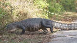 Alligator Walking [upl. by Bonine]